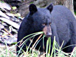 Black Bear