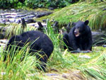 Black Bears