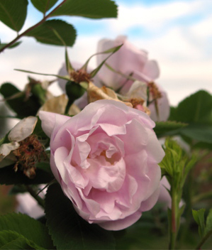 Alaska Rose