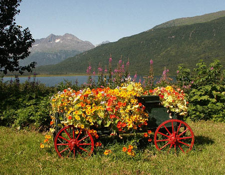 Cart with Nasturtiums