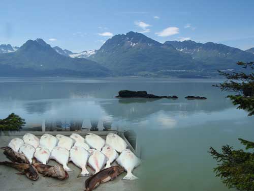 Valdez Halibut Fishing
